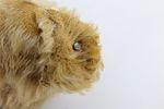 Antique Steiff Mohair Teddy Bear. Has some condition issues - missing mohair, string coming Image - 10