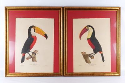 Pair of Hand Colored Toucan Engravings. Pair of Hand Colored Engravings. Depicting Toucan's. By 