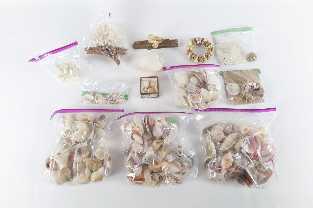 Lot 220: Lot of Coral and Shells