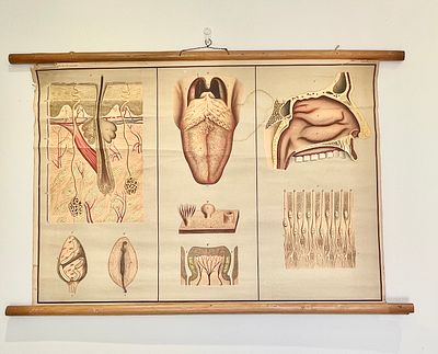 Original anatomical teaching poster, made on high-quality canvas with original wooden bars 
