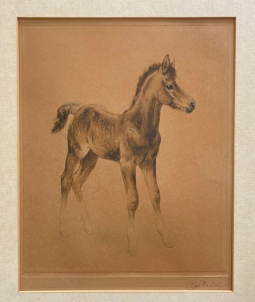 Kurt Meyer-Eberhardt - Foal. תחריט 33X40 חתום בעיפרון וממוספר