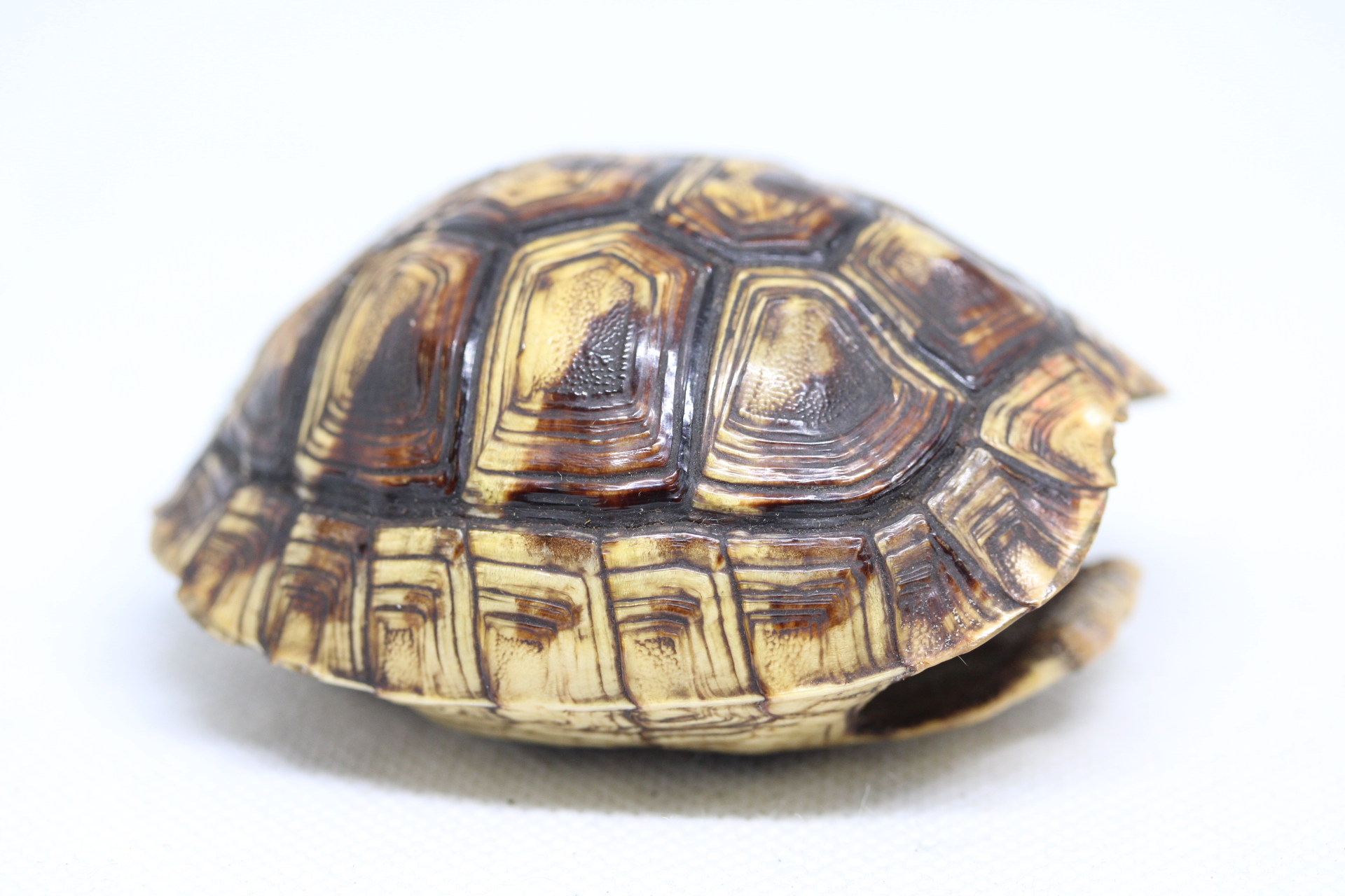 Tortoise shell
