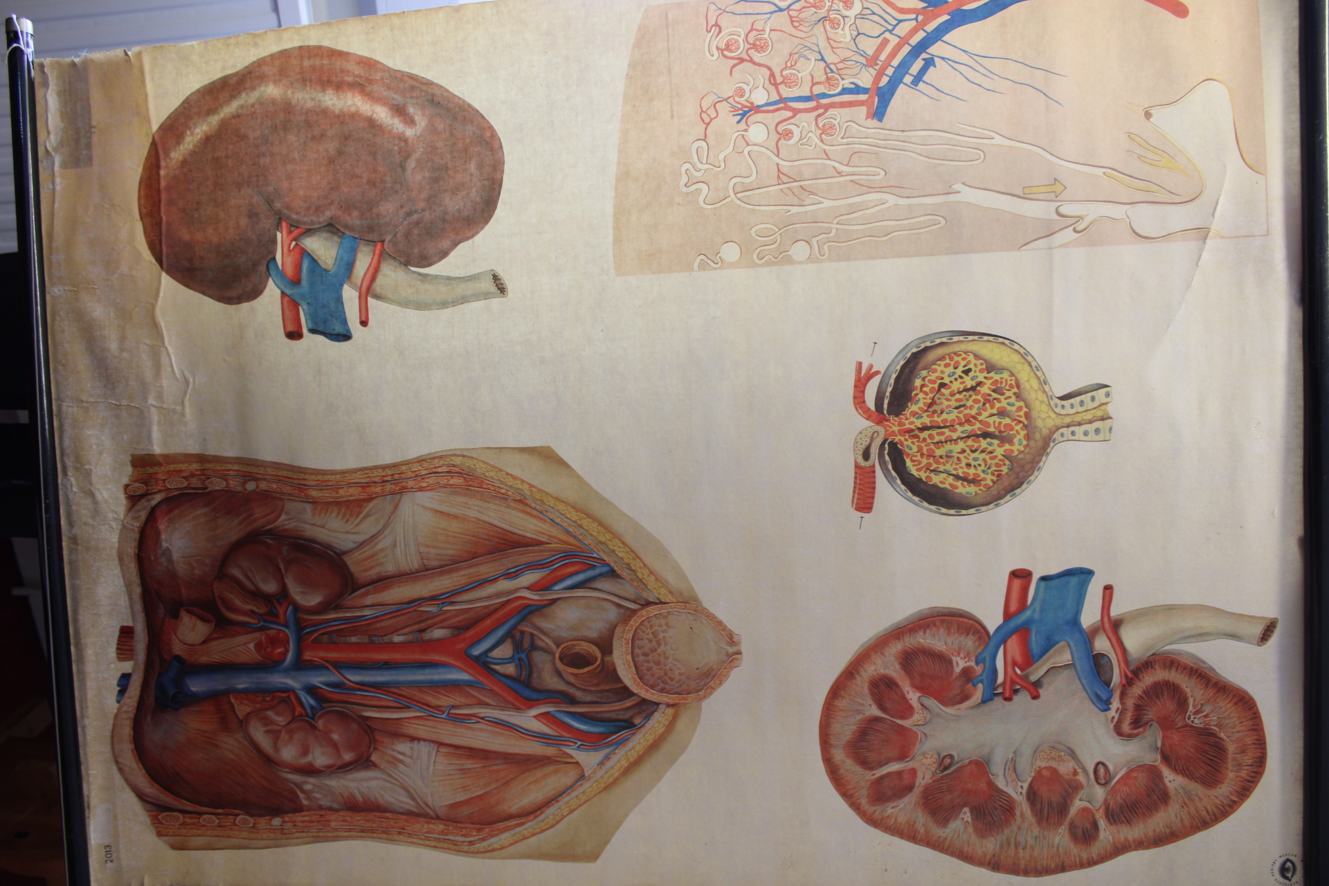 Deutsches Hygiene-Museum Dresden Anatomical Wall Chart of the Human Kidney