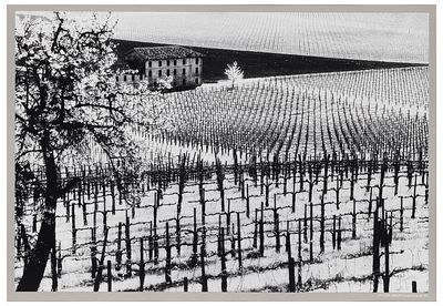 Elio Ciol (1929), da Viti come disegni, Susegana, aprile 2001 - Elio Ciol (1929), da Viti come 