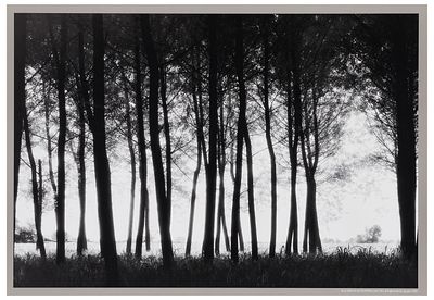 Elio Ciol (1929), da Alla sera in un pioppeto, San Vito al Tagliamento, giugno 2001 - Elio Ciol 