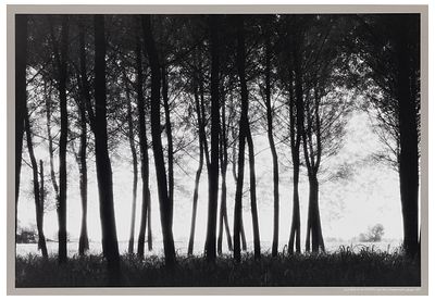 Elio Ciol (1929), da Alla sera in un pioppeto, San Vito al Tagliamento, giugno 2001 Stampa 