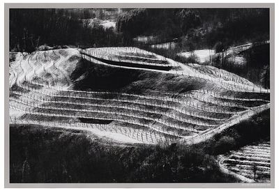 Elio Ciol (1929) Viti come disegni, Ramandolo, 2005 Stampa offset su carta 35 x 50,9 cm (luce) 