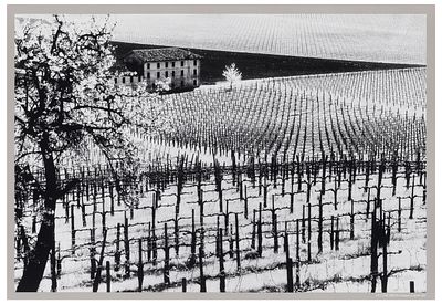 Elio Ciol (1929), da Viti come disegni, Susegana, aprile 2001 - Elio Ciol (1929), da Viti come 