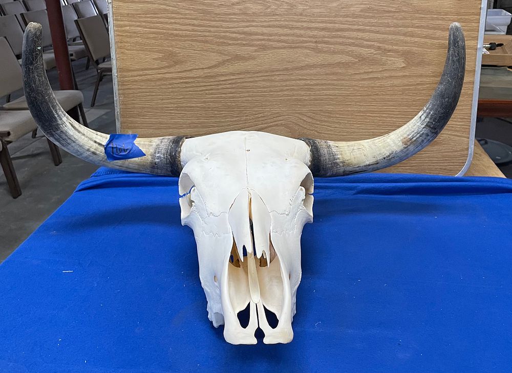 Lot 166: Steer Skull (Short Horns)