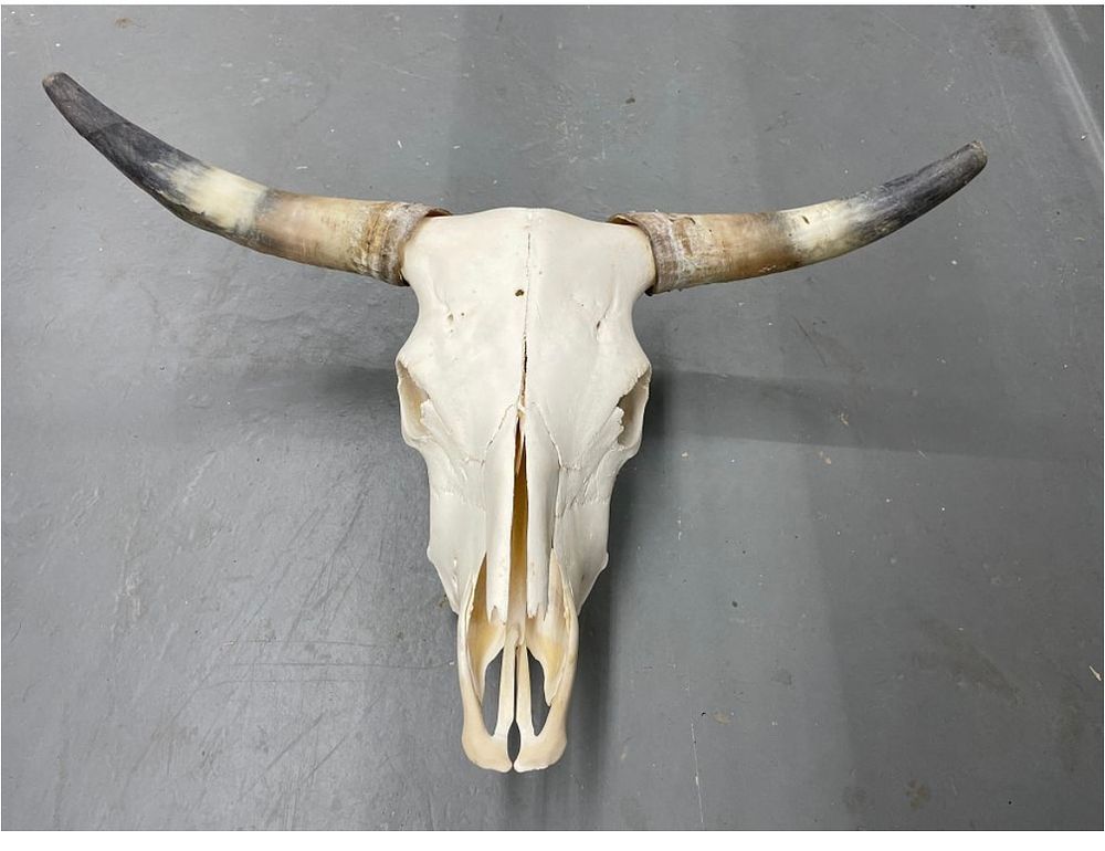 Lot 323: Real Longhorn Steer Skull European Mount
