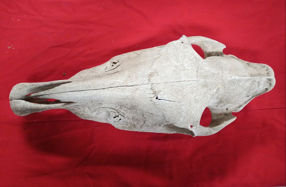 Lot 83: Domestic Horse Cranium Specimen
