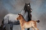 Vanner Mare & Vanner Foal. Vanner Mare &amp; Vanner Foal - 811 (M) &amp; 812 (M) - Another Image - 1