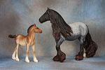 Vanner Mare & Vanner Foal. Vanner Mare &amp; Vanner Foal - 811 (M) &amp; 812 (M) - Another Image - 2