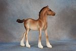 Vanner Mare & Vanner Foal. Vanner Mare &amp; Vanner Foal - 811 (M) &amp; 812 (M) - Another Image - 8