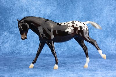 Cantering Welsh Pony - Glossy Sun-Faded Black Blanket Appaloosa. Lot #4 is on mold #104, the 