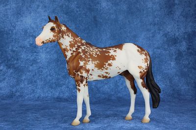 American Quarter Horse - Geronimo. Get lost in this horse's intricate patternwork, carefully 