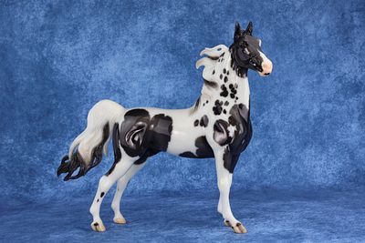 American Saddlebred Stallion - Glossy Piebald Tobiano with Cat Tracks. This striking spotted 