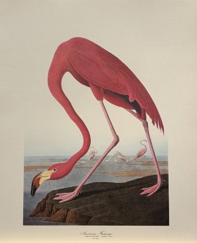 Antique Prints and Engravings of Natural History