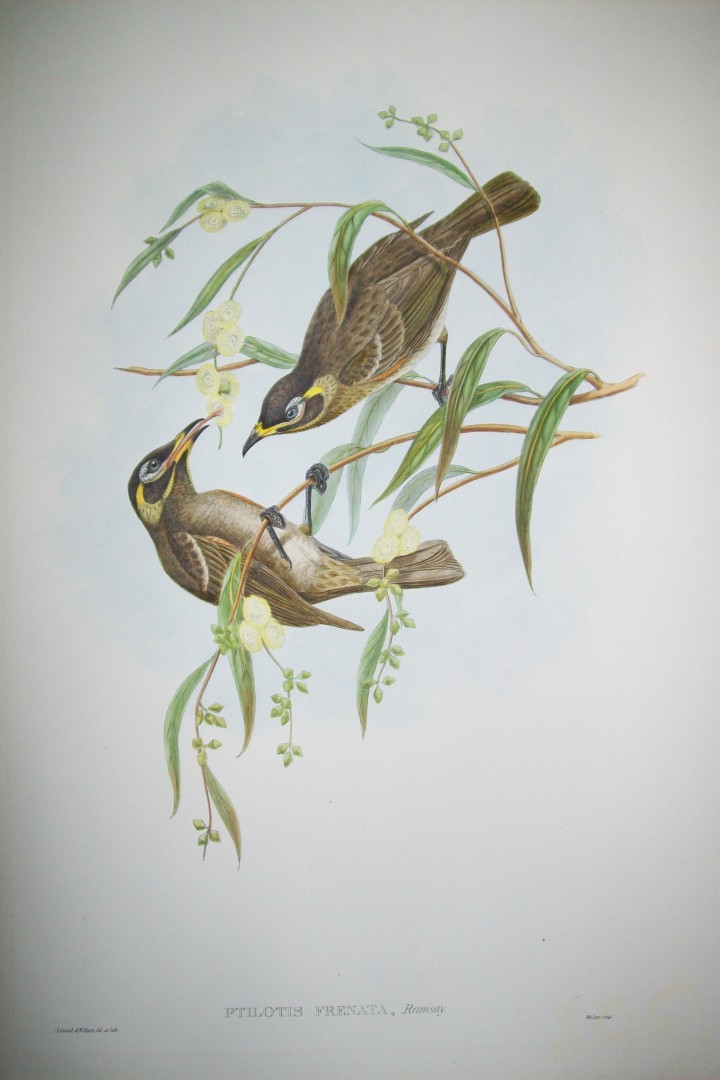 John Gould -  Bridled Honey-eater  from Birds of New Guinea 1875-88