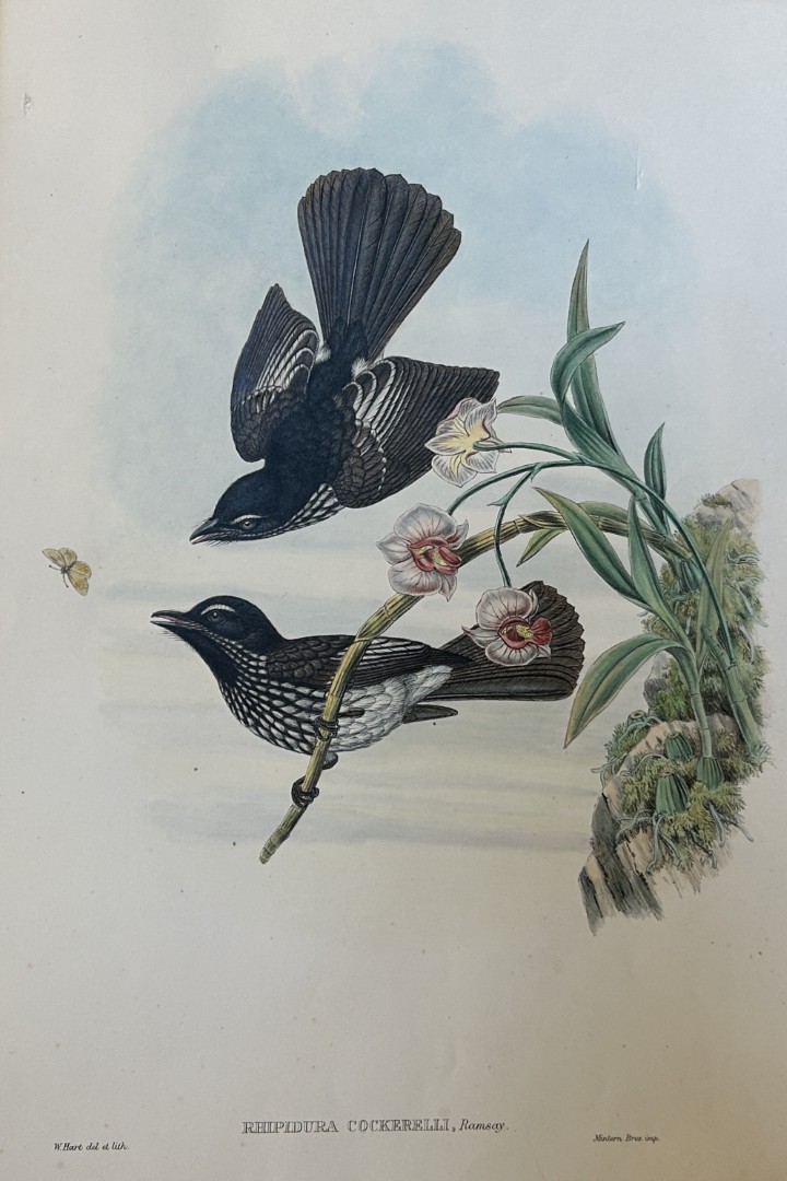 John Gould - Cockerell's Fantail Flycatcher from Birds of New Guinea 1875-88