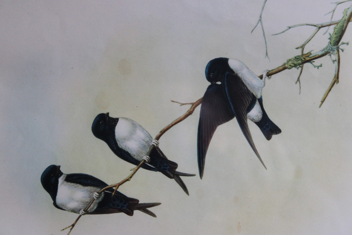 John Gould - Nepal Martin from Birds of Asia 1849-83