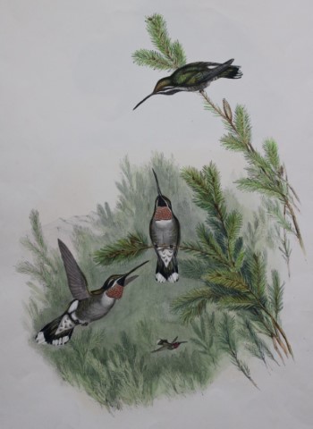 John Gould - Constant's Star-throat Humming Bird 1849-61