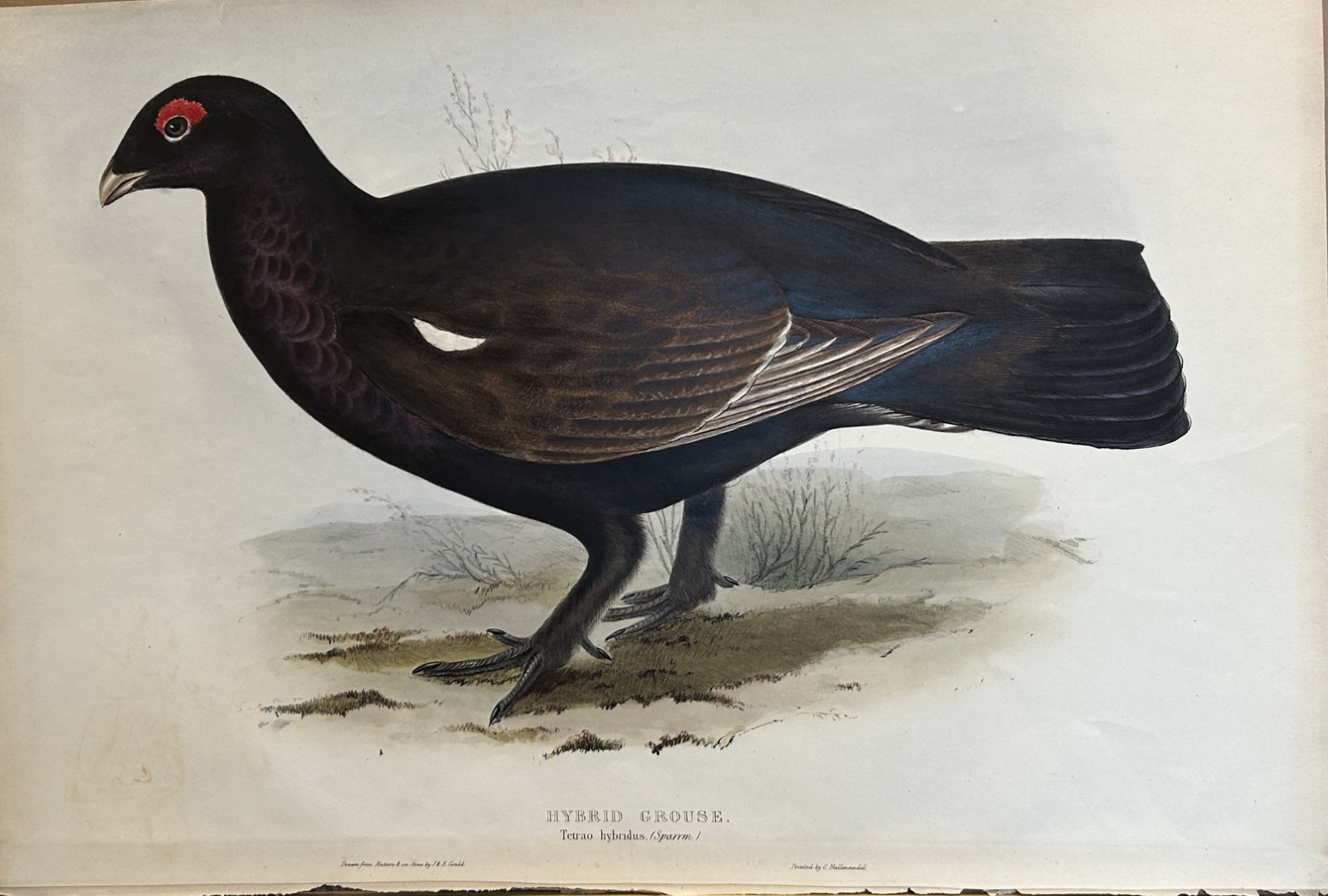 John Gould -  Hybrid Grouse from Birds of Europe 1832-37