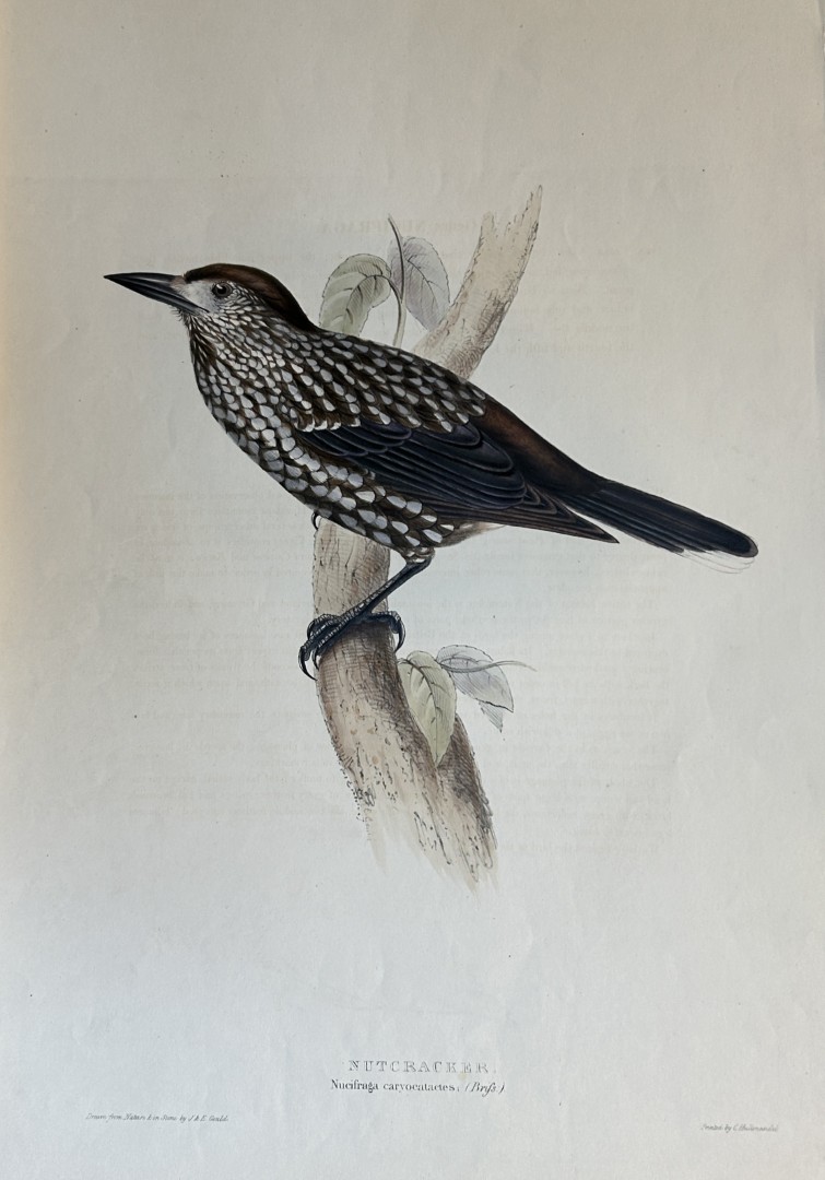 John Gould -  Nutcracker from Birds of Europe 1832-37