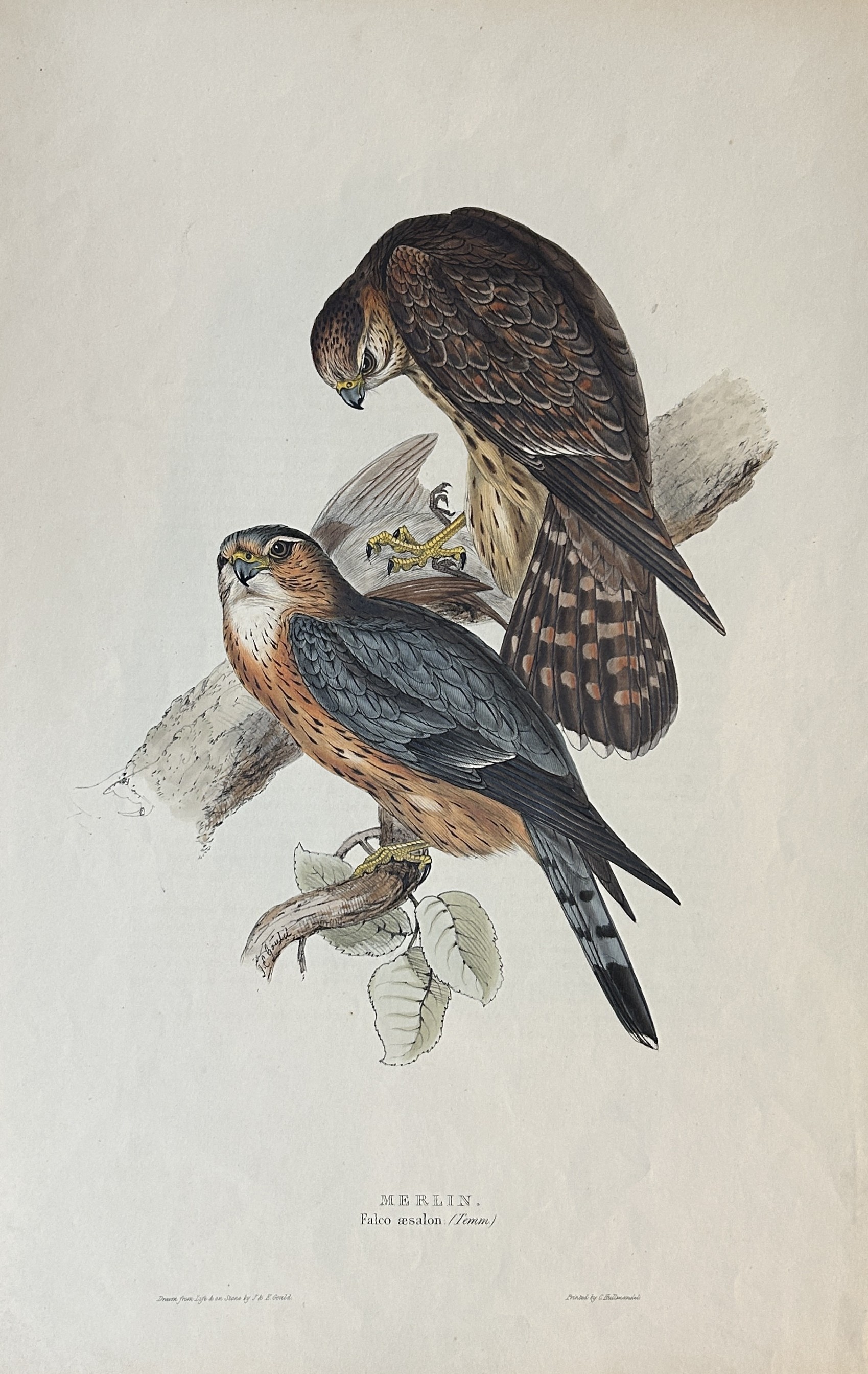John Gould -  Merlin from Birds of Europe 1832-37