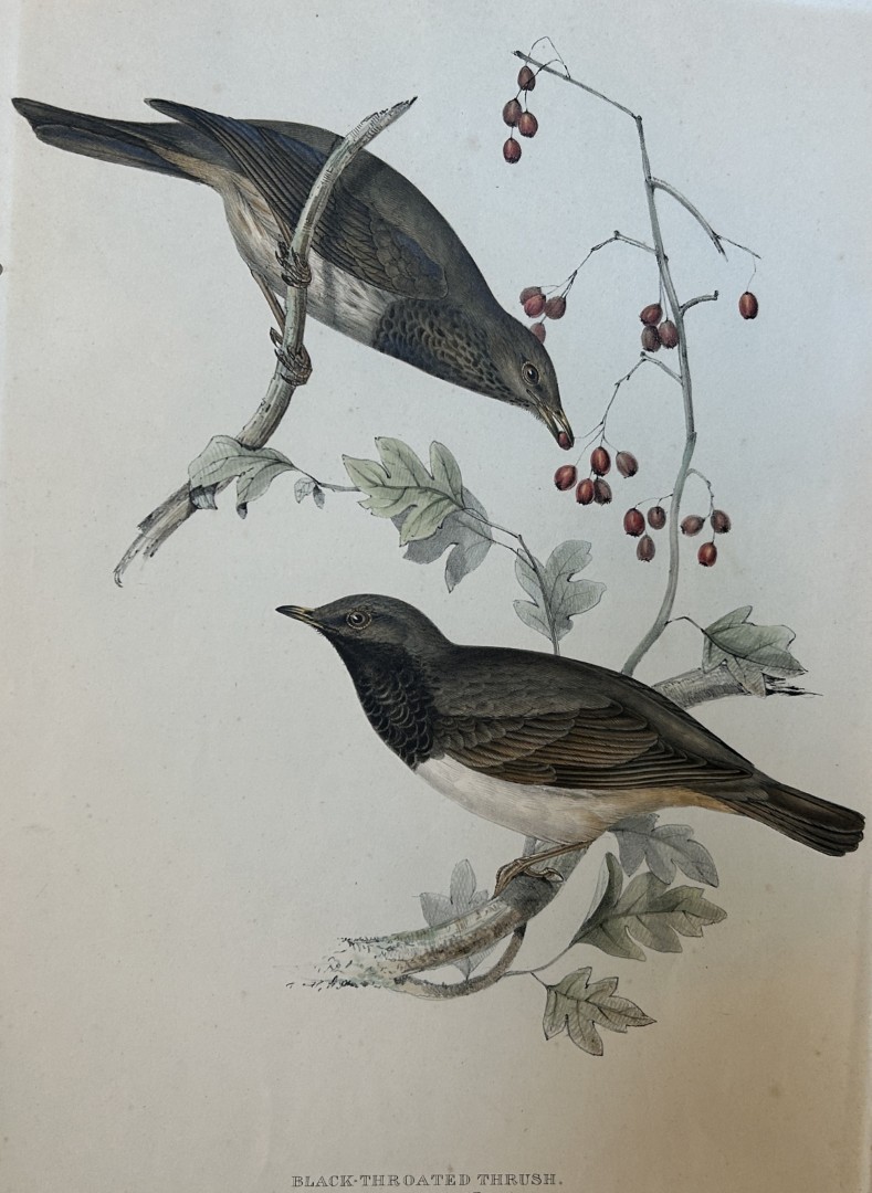 John Gould -  Black-throated Thrush from Birds of Europe 1832-37