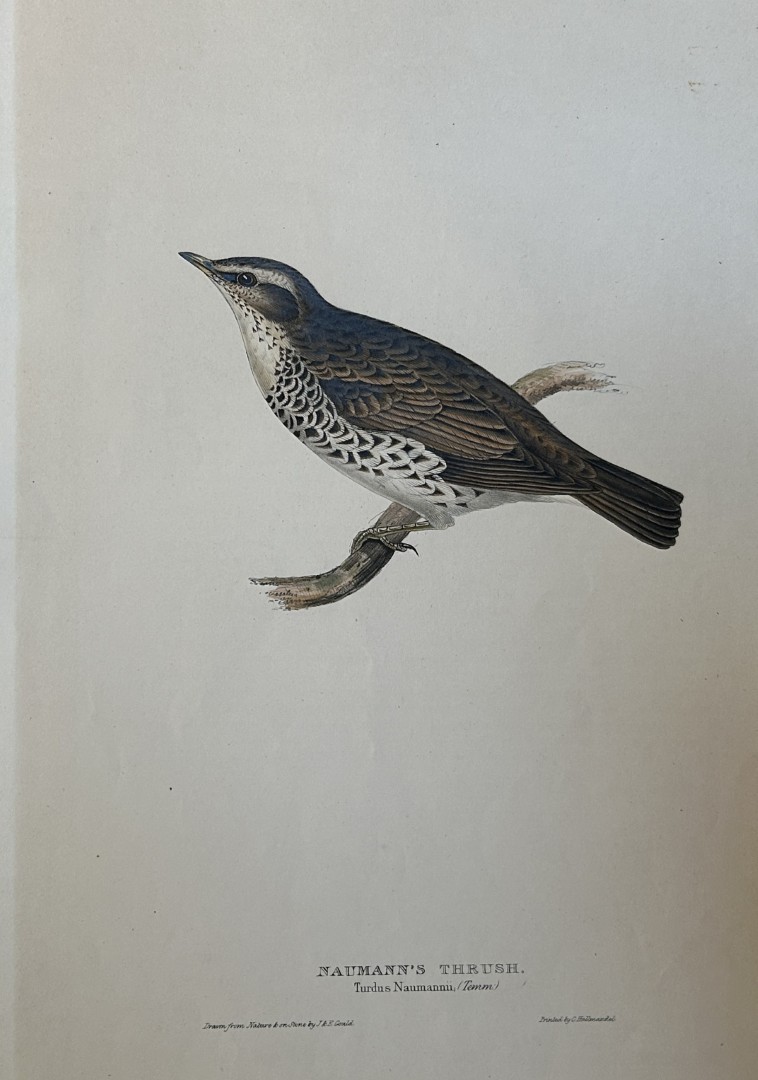 John Gould -  Naumann's Thrush from Birds of Europe 1832-37
