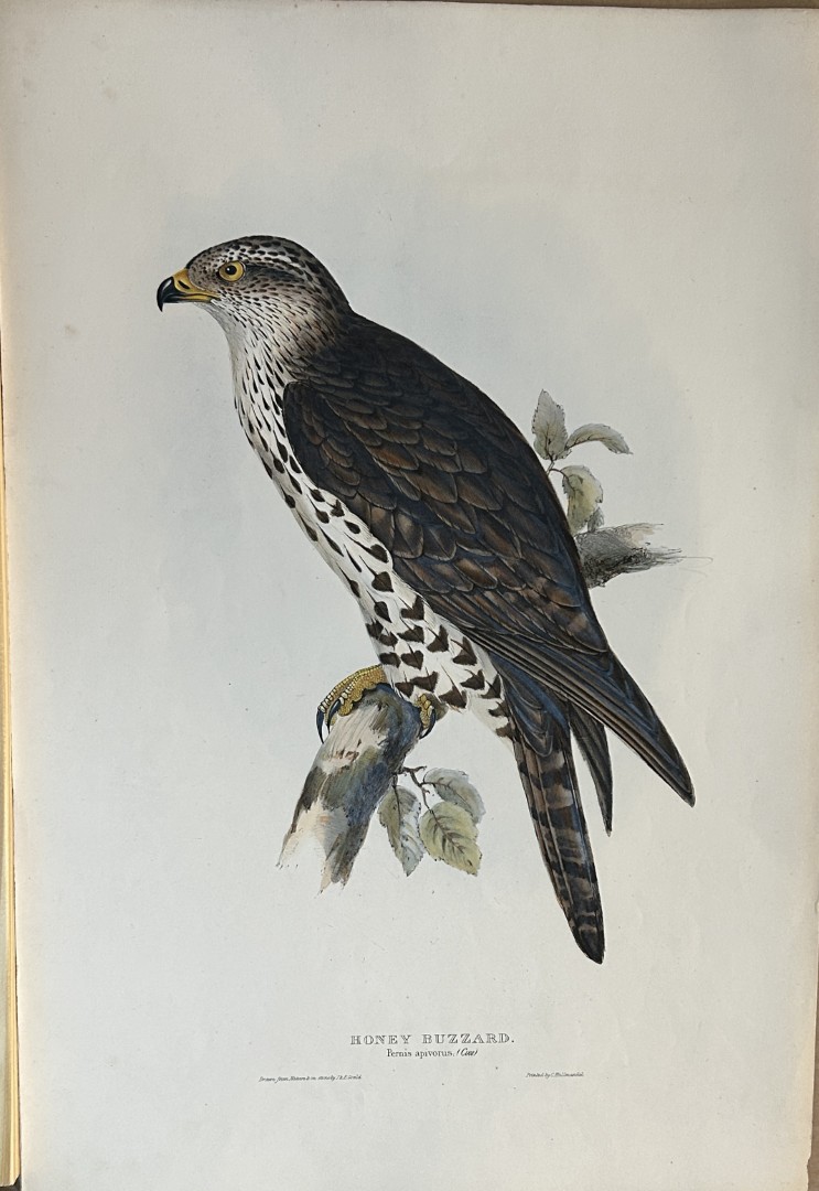 John Gould -  Honey Buzzard from Birds of Europe 1832-37