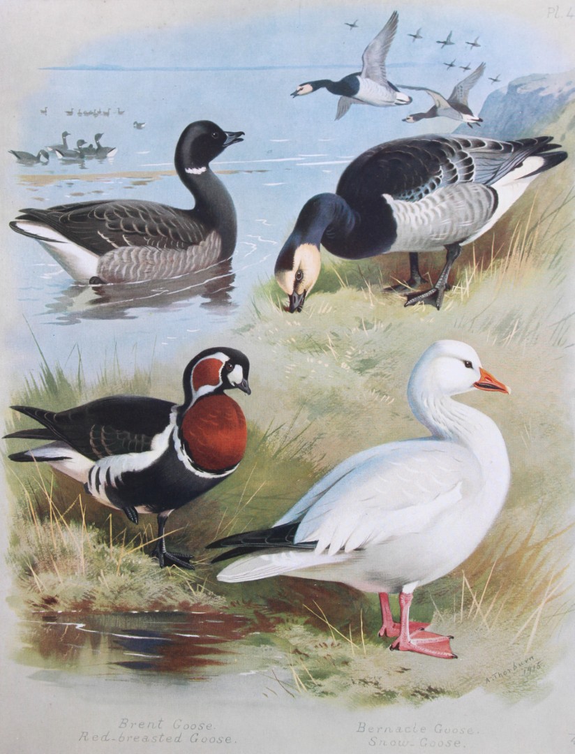 Archibald Thorburn - Chromolithograph of Geese 1915