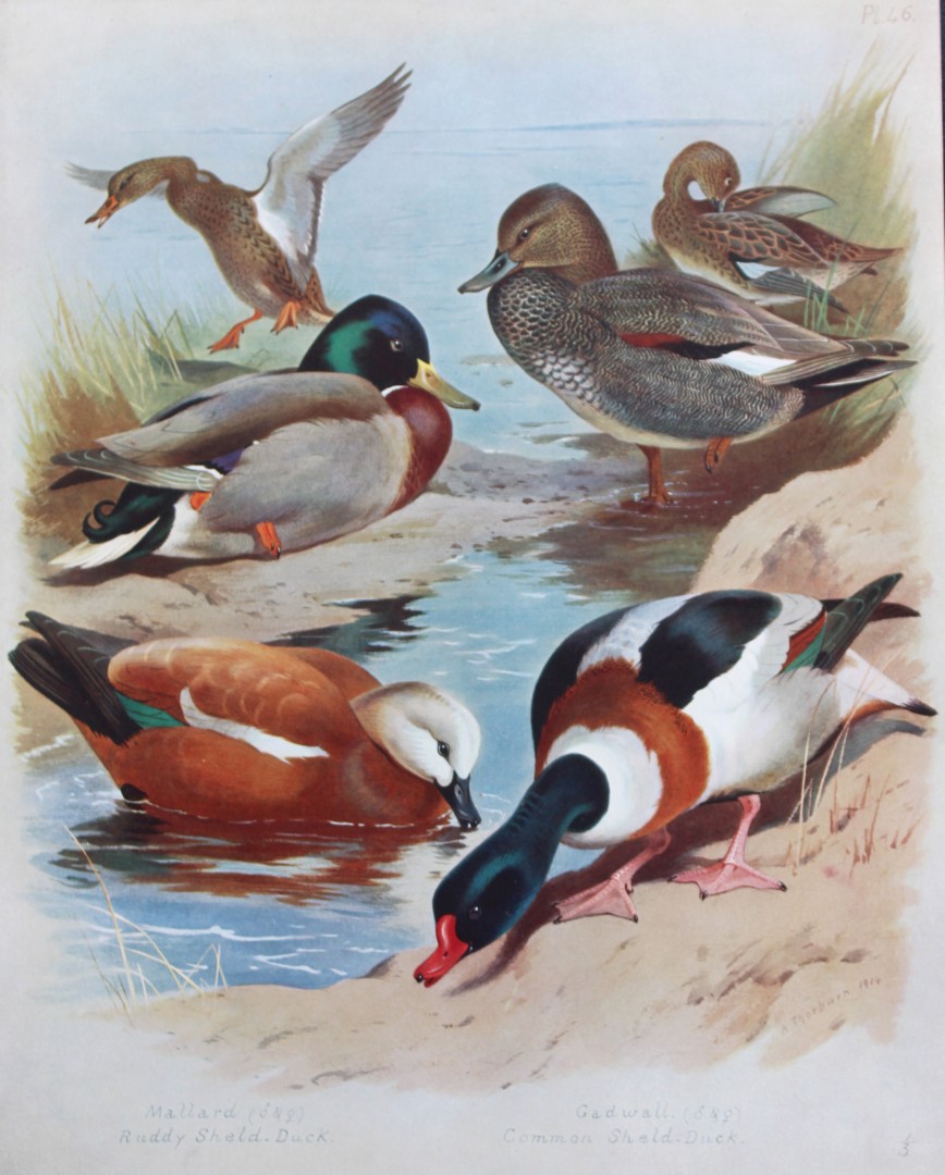 Archibald Thorburn - Chromolithograph of Ducks 1915