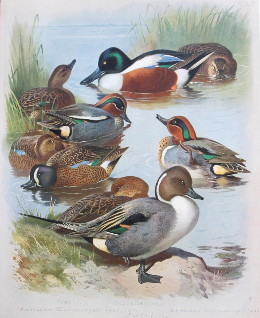 Archibald Thorburn - Chromolithograph of Ducks 1915