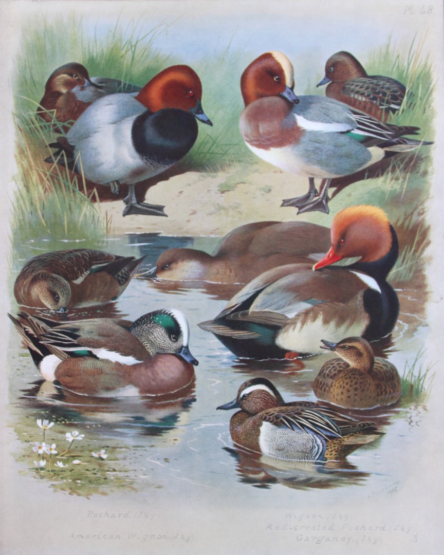Archibald Thorburn - Chromolithograph of Ducks 1915