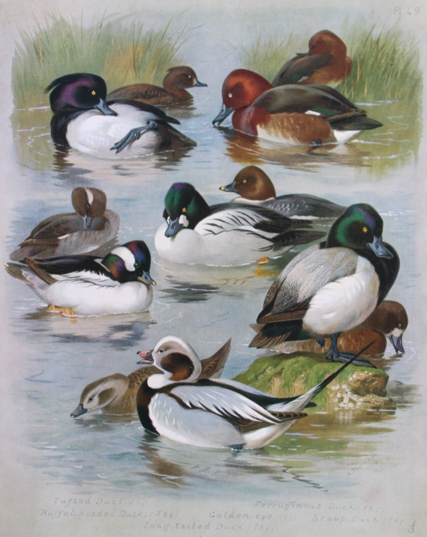 Archibald Thorburn - Chromolithograph of Ducks 1915