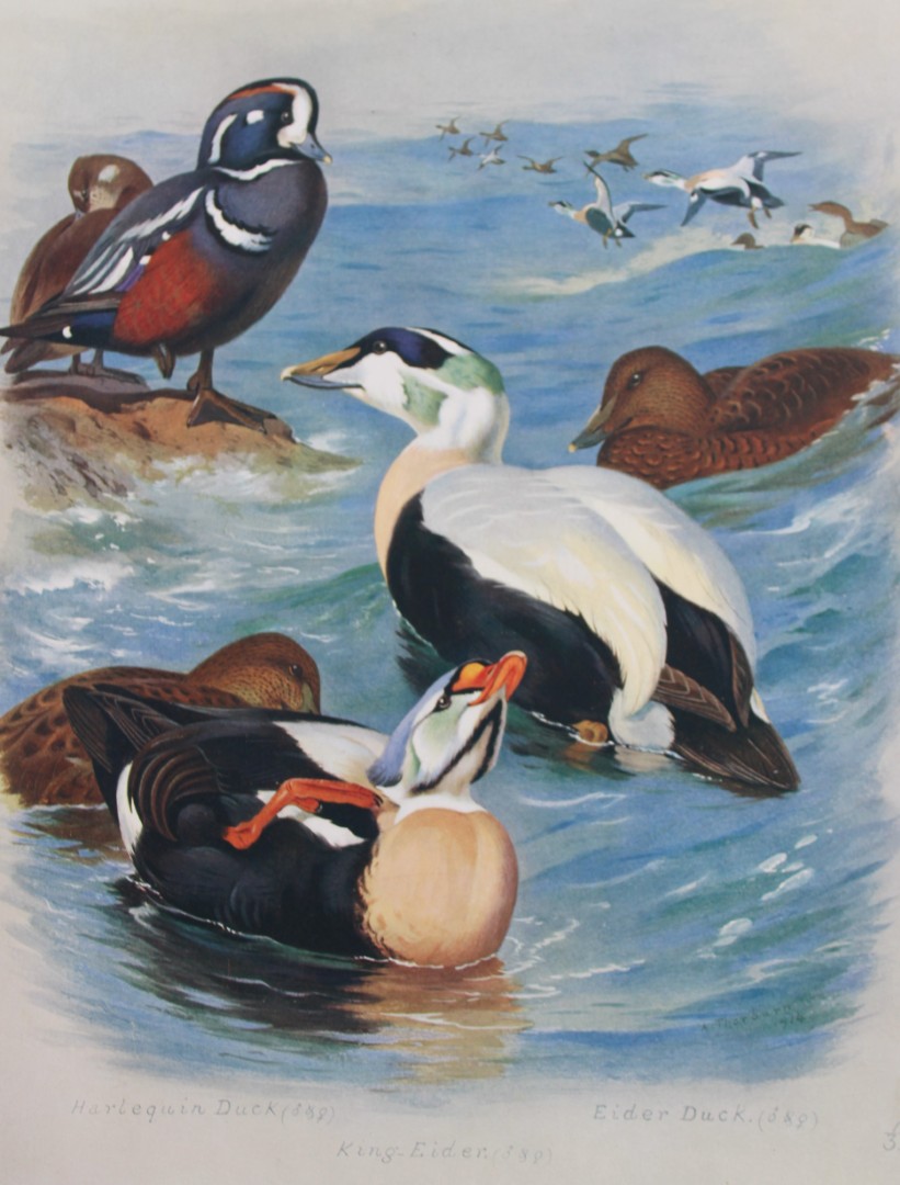 Archibald Thorburn - Chromolithograph of Ducks 1915