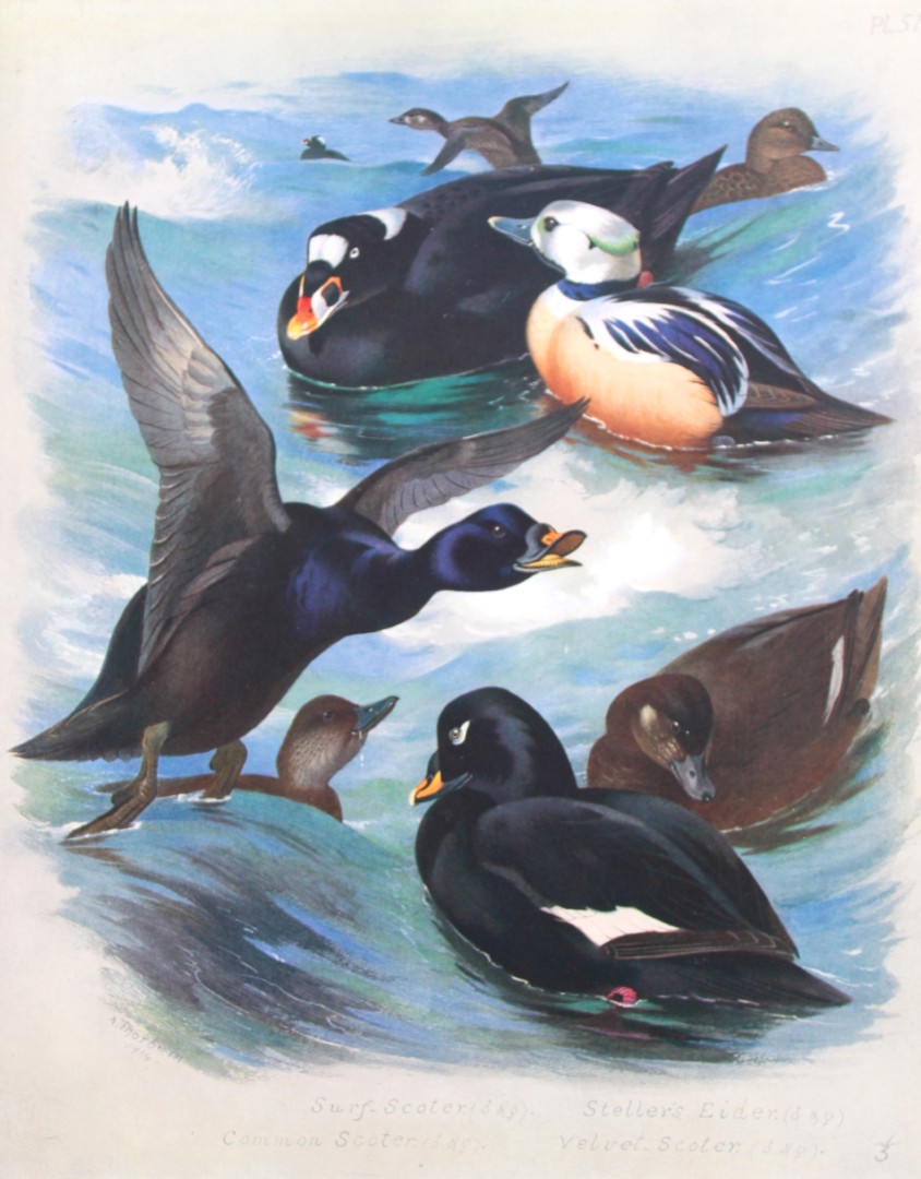Archibald Thorburn - Chromolithograph of Ducks 1915