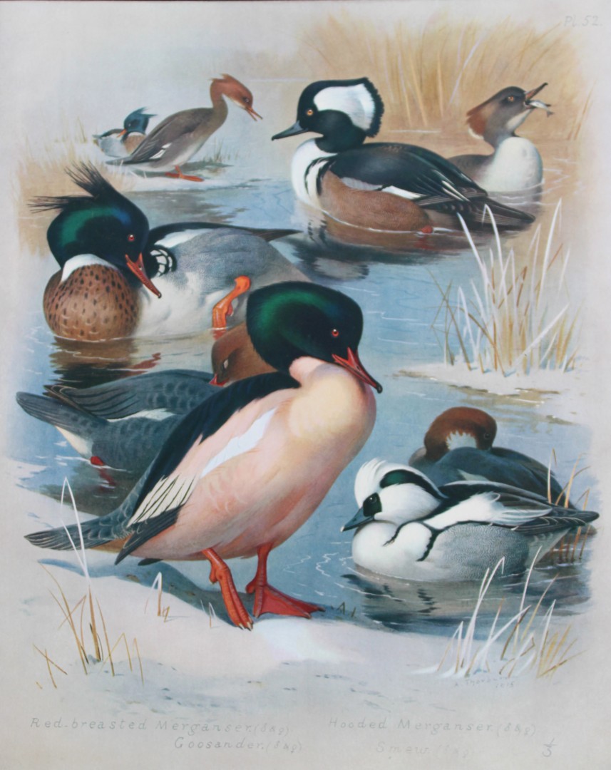 Archibald Thorburn - Chromolithograph of Ducks 1915