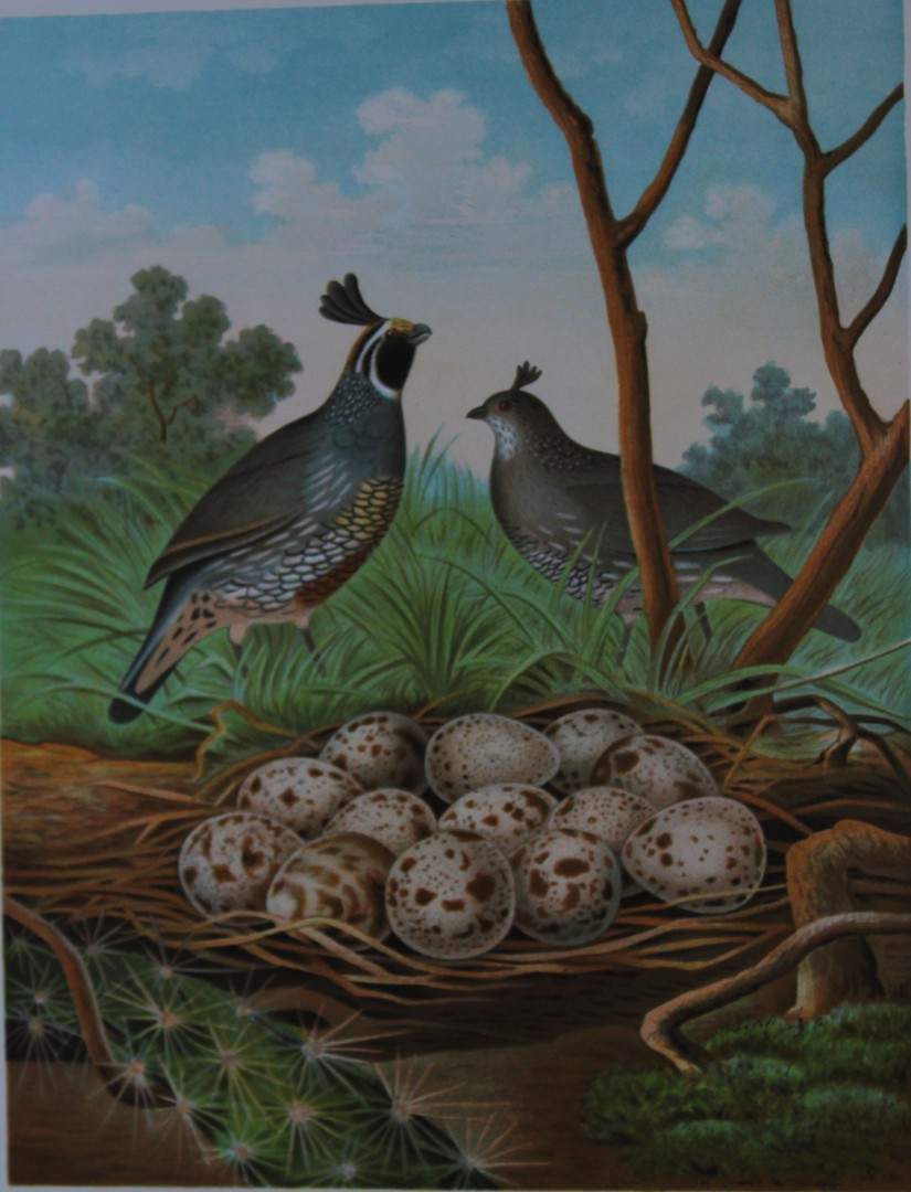 Thomas Gentry - Valley Quail of California by Edwin Sheppard 1882