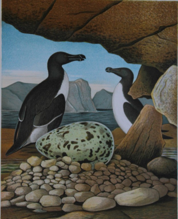 Thomas Gentry - Razor-billed Auk by Edwin Sheppard 1882