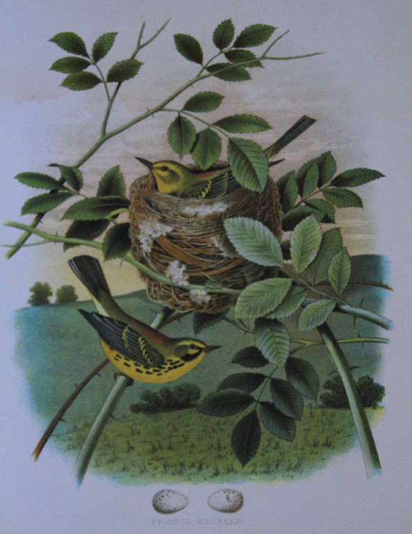 Thomas Gentry - Prairie Warbler by Edwin Sheppard 1882