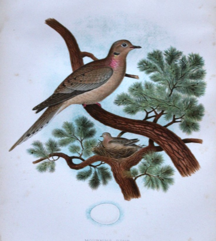 Thomas Gentry - Mourning Dove by Edwin Sheppard 1882