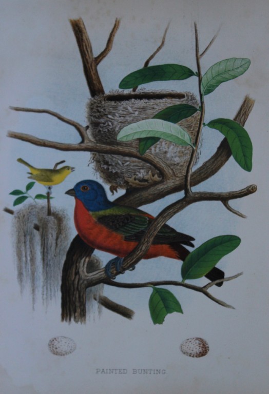 Thomas Gentry - Painted Bunting by Edwin Sheppard 1882