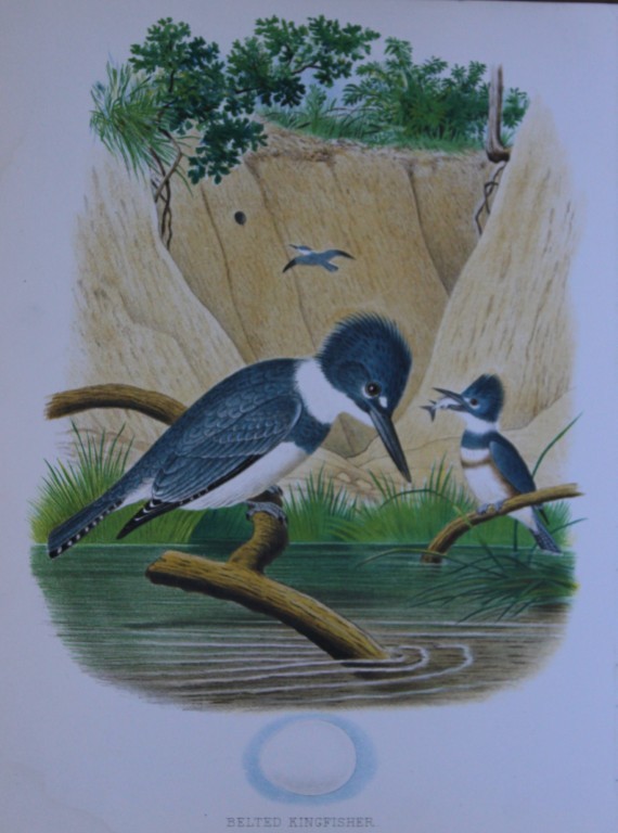 Thomas Gentry - Belted Kingfisher by Edwin Sheppard 1882