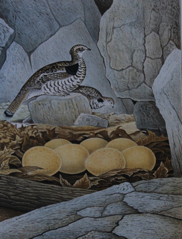 Thomas Gentry - Ruffed Grouse by Edwin Sheppard 1882