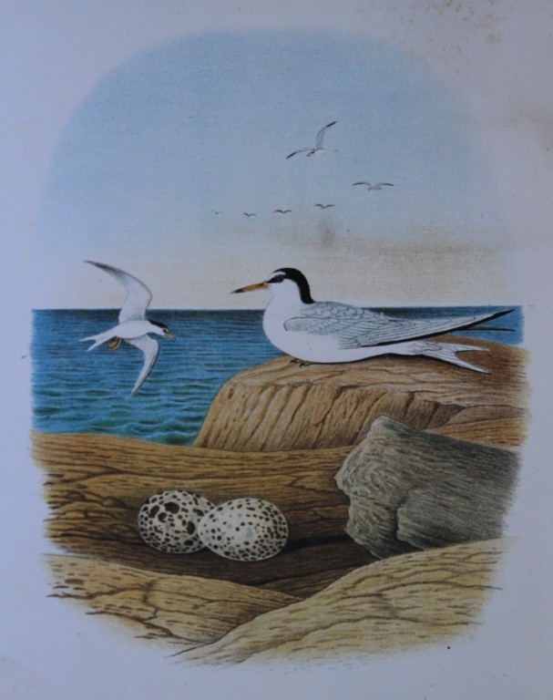 Thomas Gentry - Least Tern by Edwin Sheppard 1882
