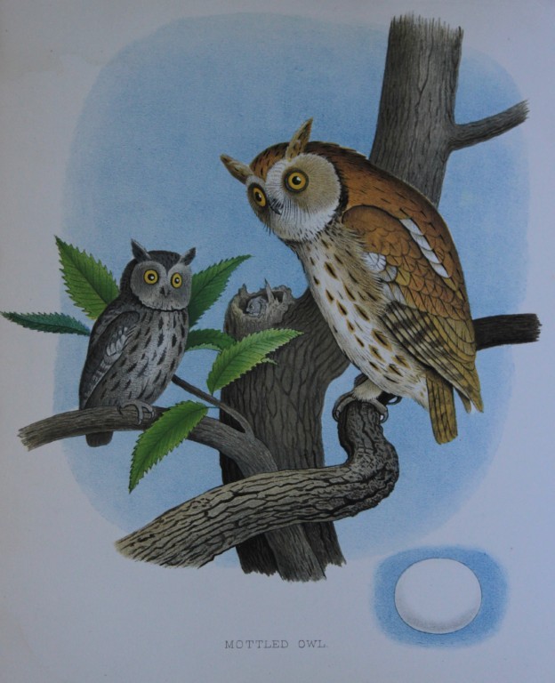 Thomas Gentry - Mottled Owl by Edwin Sheppard 1882