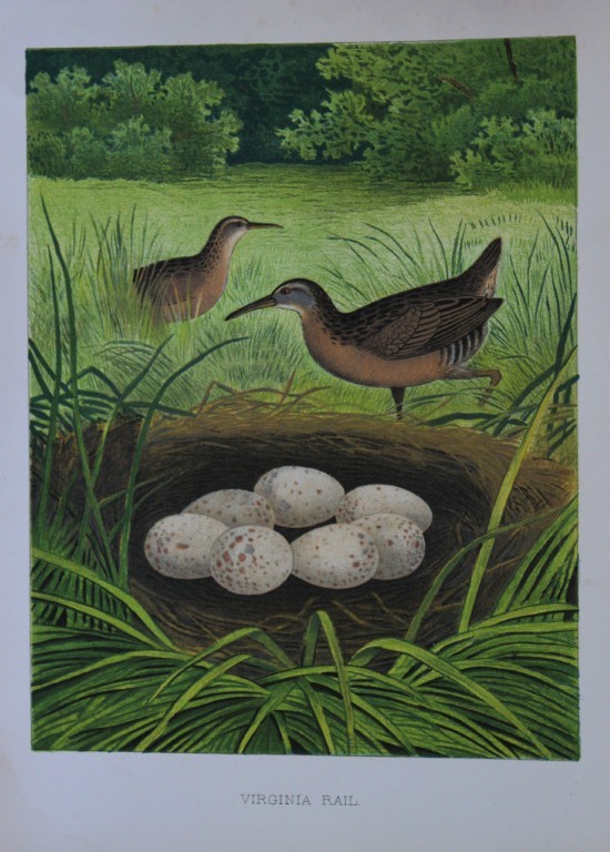 Thomas Gentry - Virginia Rail by Edwin Sheppard 1882